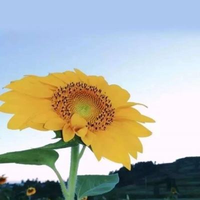 人不多风景美 清明假期去这7座小城