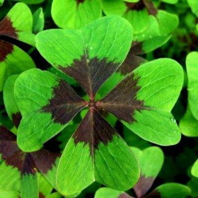 华夏招鑫鸿瑞混合C净值上涨3.55%