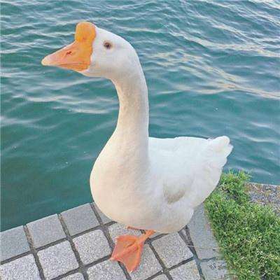 新澳门浦京官方棋牌 v{randstr type=