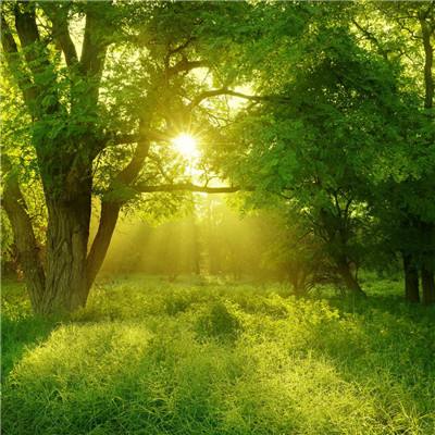 美国前中情局局长：比起特朗普我更信伊朗